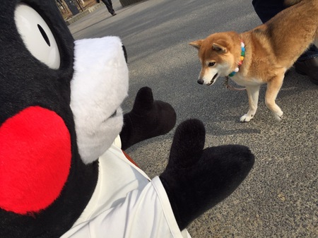 くまファンラン×スイーツマラソン 041.JPG